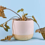 Neglected dying house plant with hanging dry leaves in white and wooden flower pot on light blue background