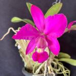 orquideas-flores-orquidaria-rosita-2